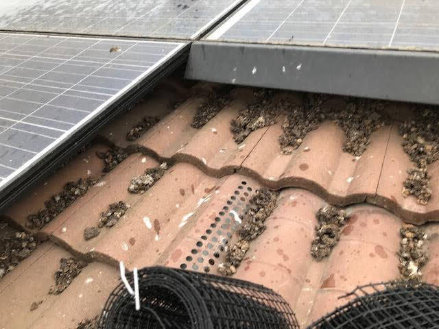 pigeon-feathers-mess