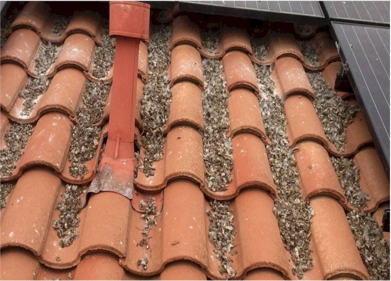 pigeon-debris-on-roof-tile